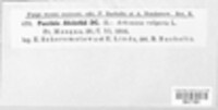 Puccinia absinthii image